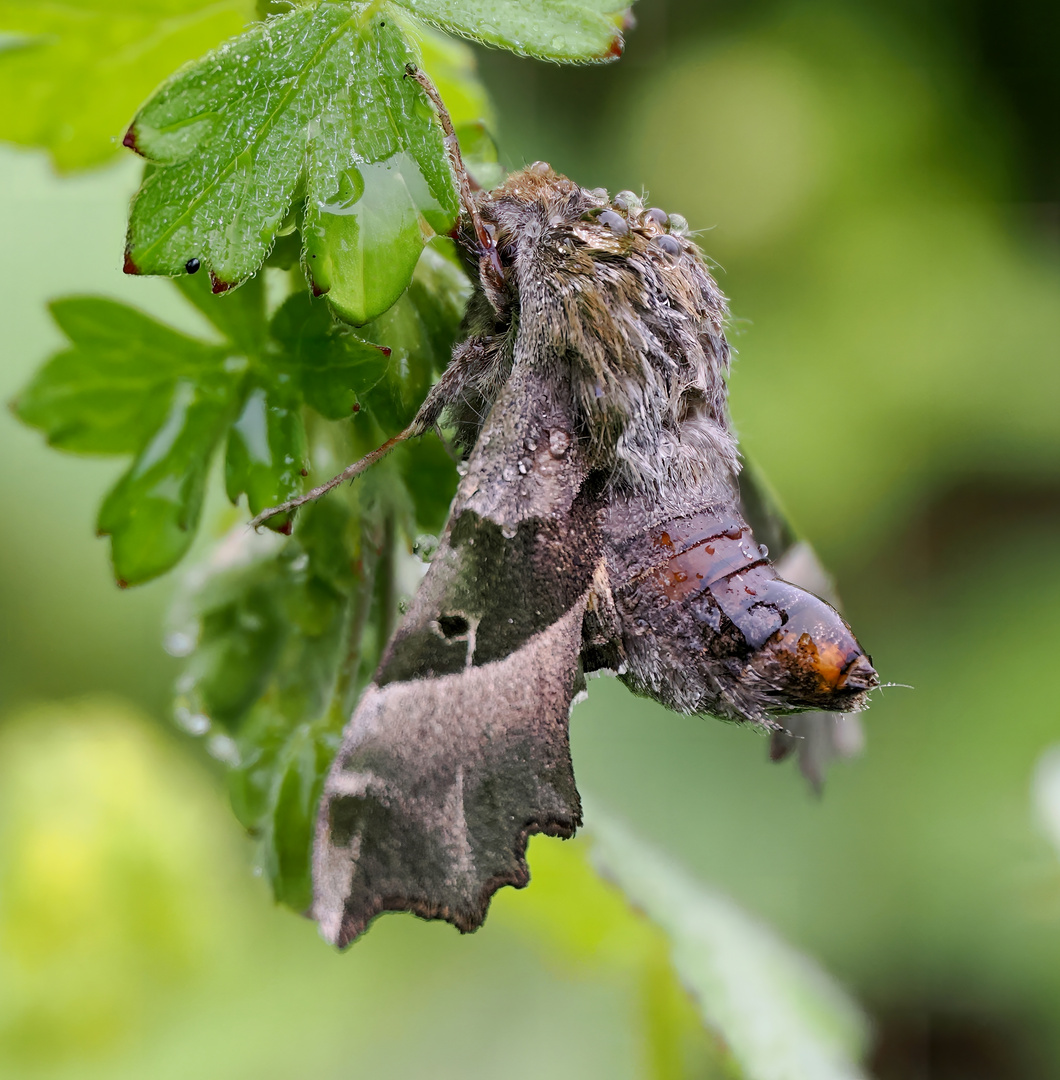 Nebel, nass und dieser hübsche Schmetterling