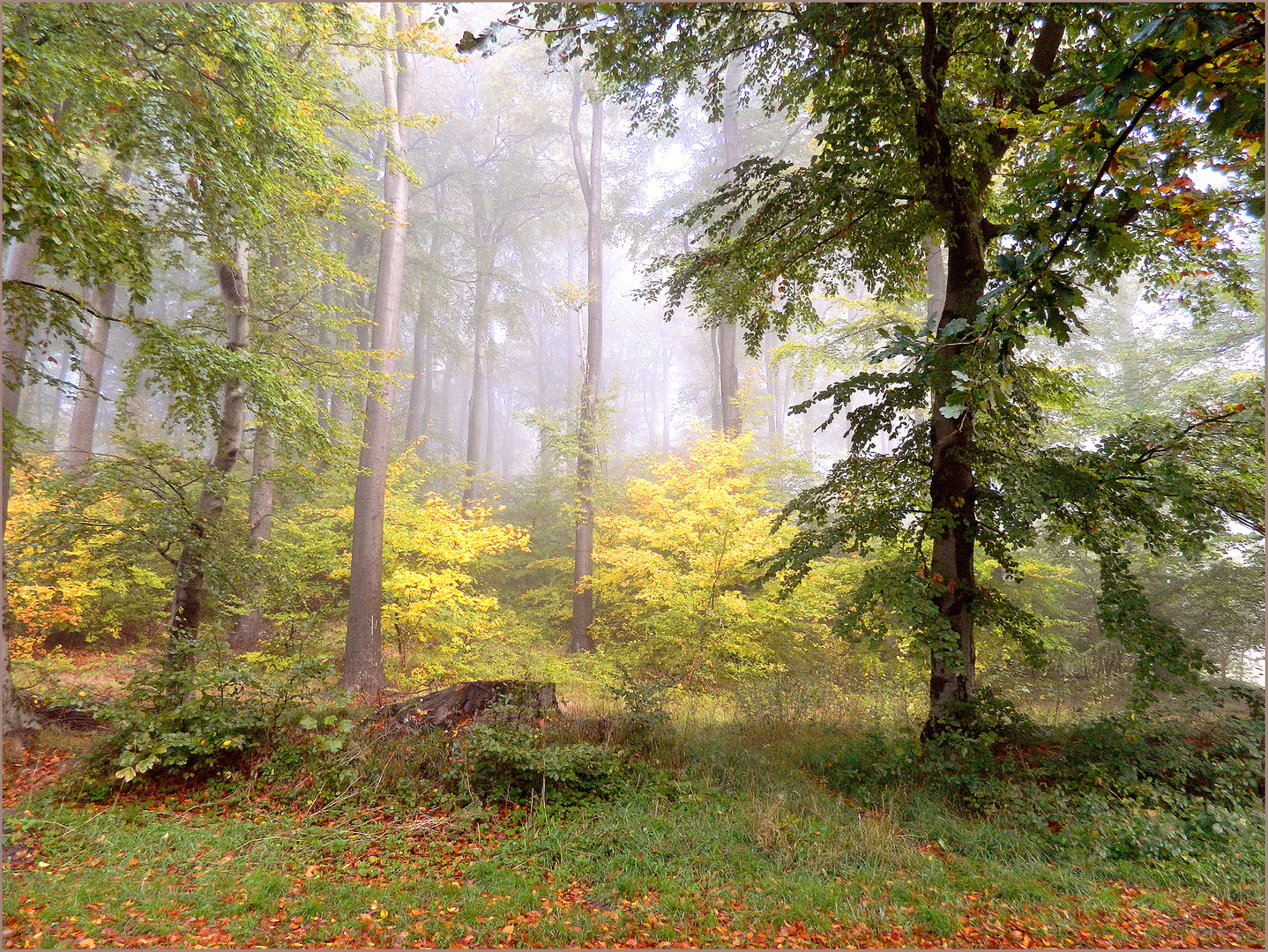 Nebel ,Nebel