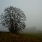 Nebel Nebel....