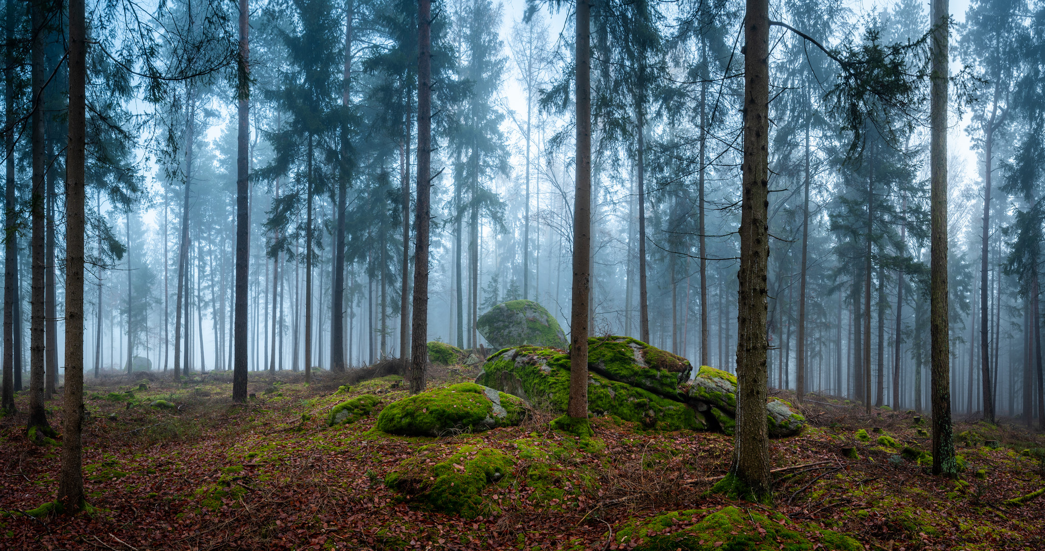 Nebel-Nordwald