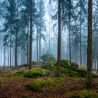 Nebel-Nordwald