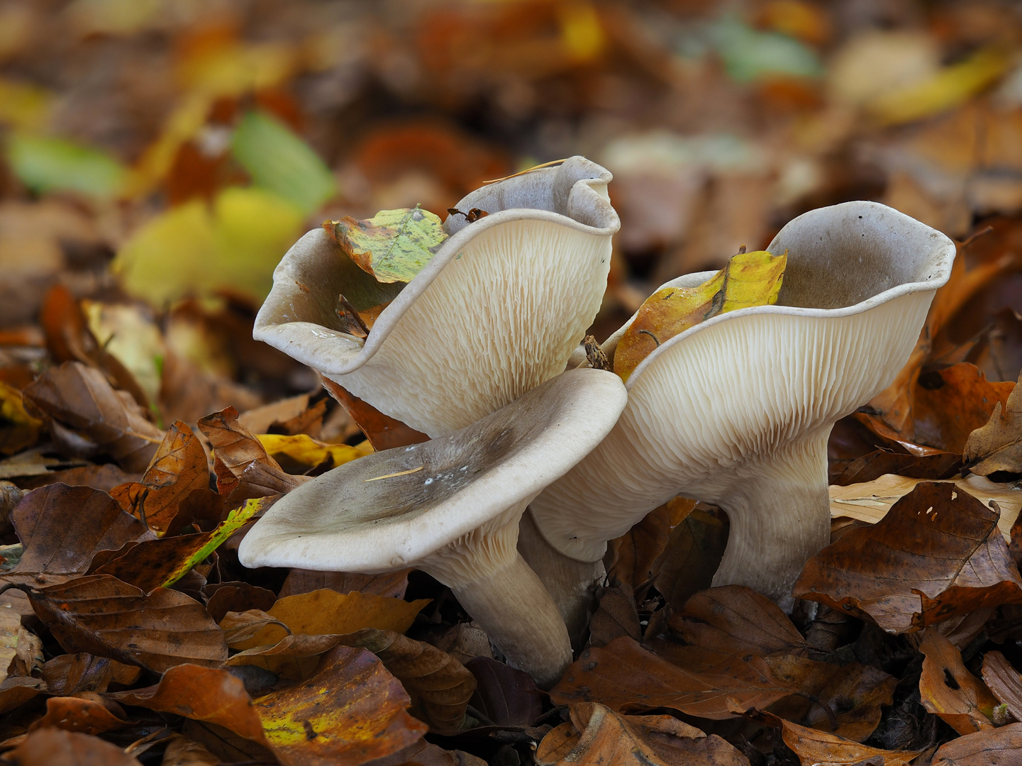 Nebel- oder Graukappe (Clitocybe nebularis)