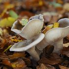 Nebel- oder Graukappe (Clitocybe nebularis)