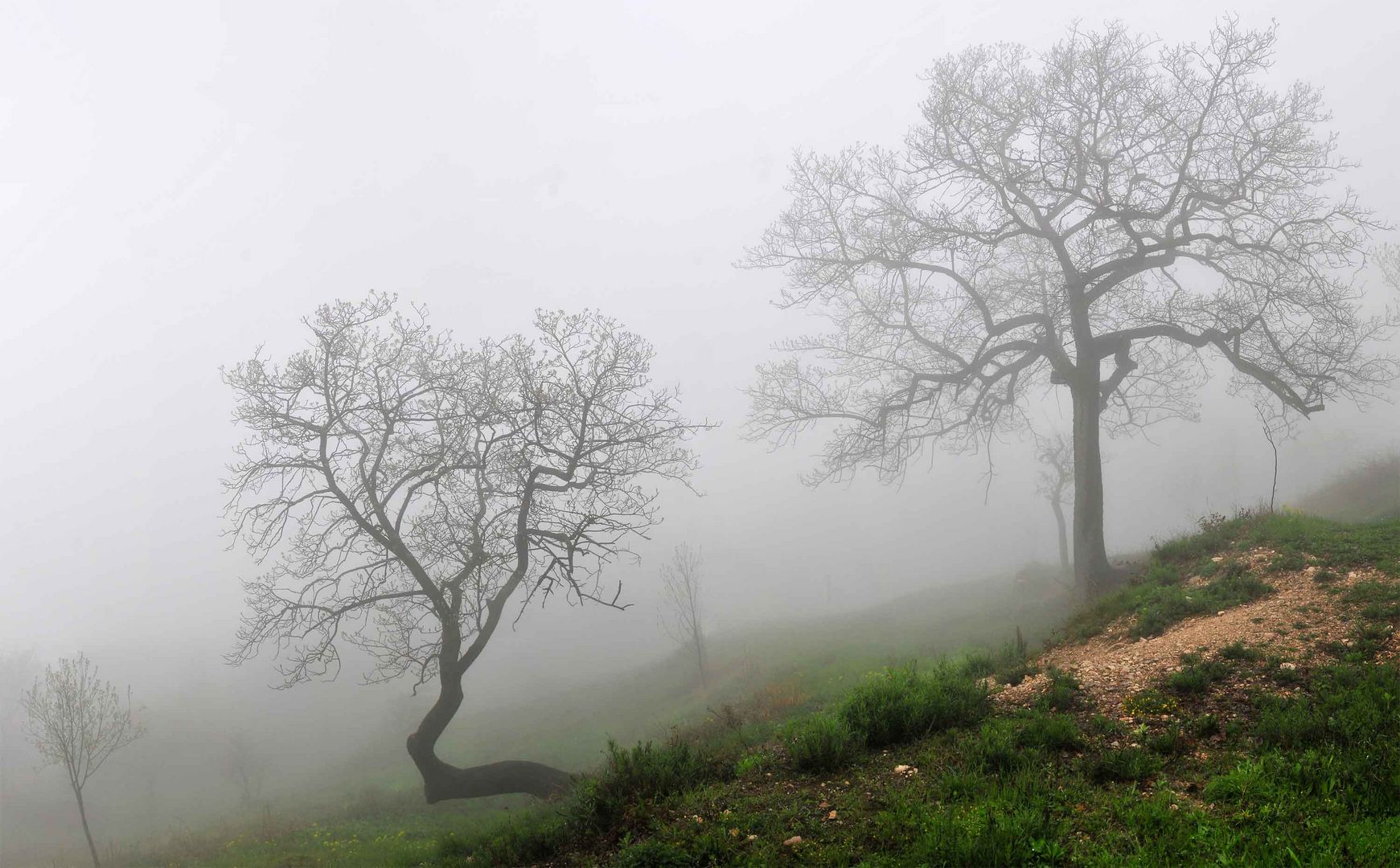 nebel olivenbäume gardasee