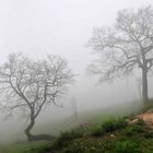 nebel olivenbäume gardasee