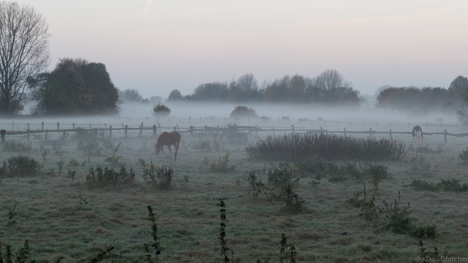 Nebel-Pferde