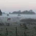 Nebel-Pferde