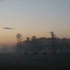 "Nebel-Pferde" ...