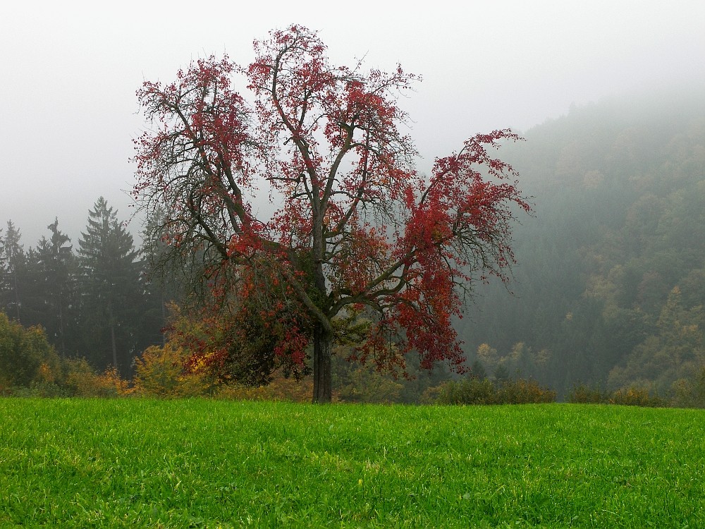 Nebel-Pracht