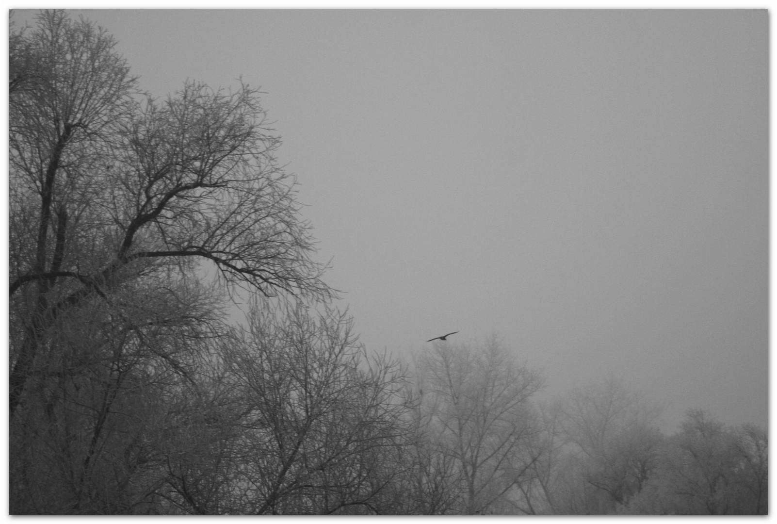 Nebel-Rauhreif-Regensburg 2