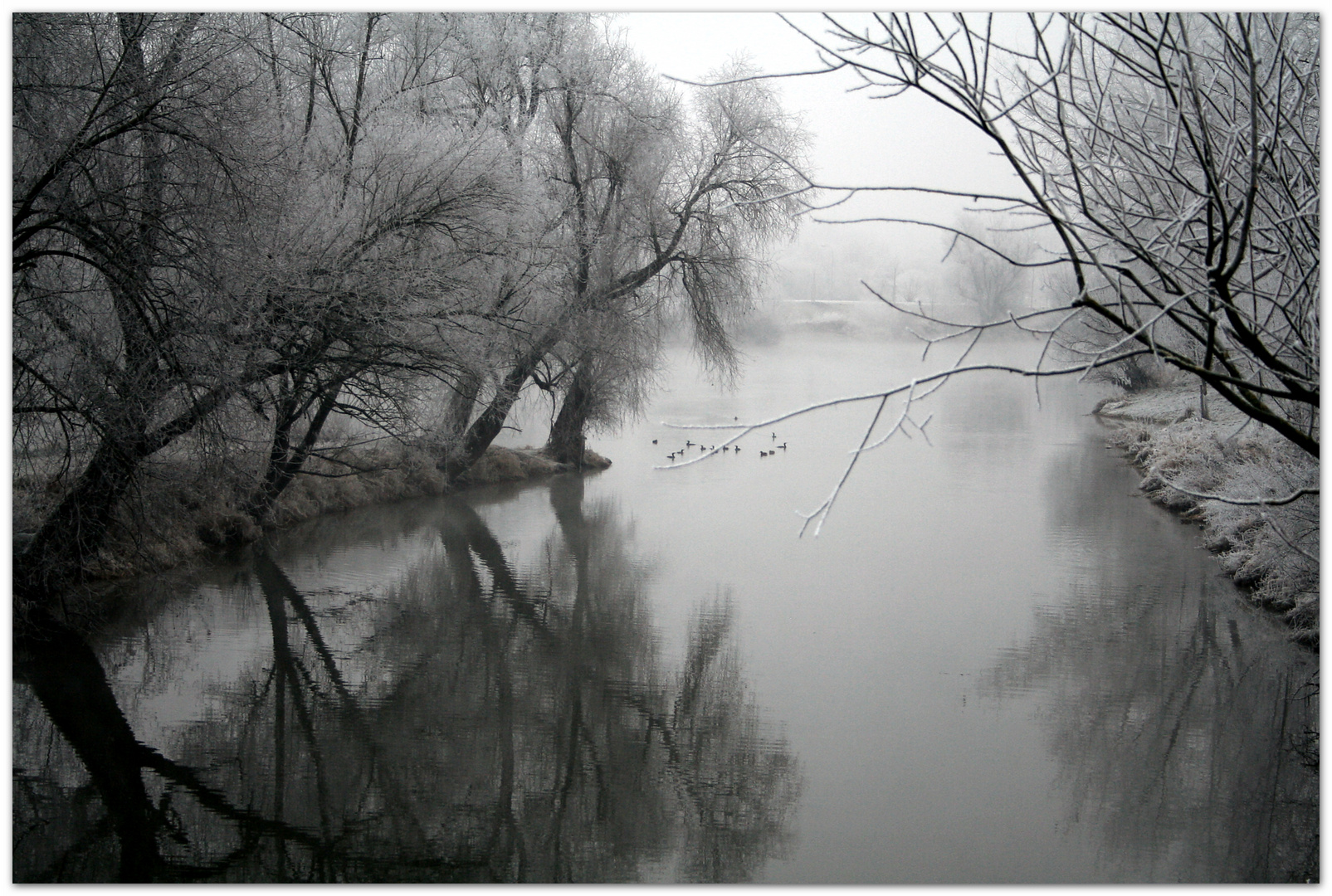 Nebel-Rauhreif-Regensburg 4