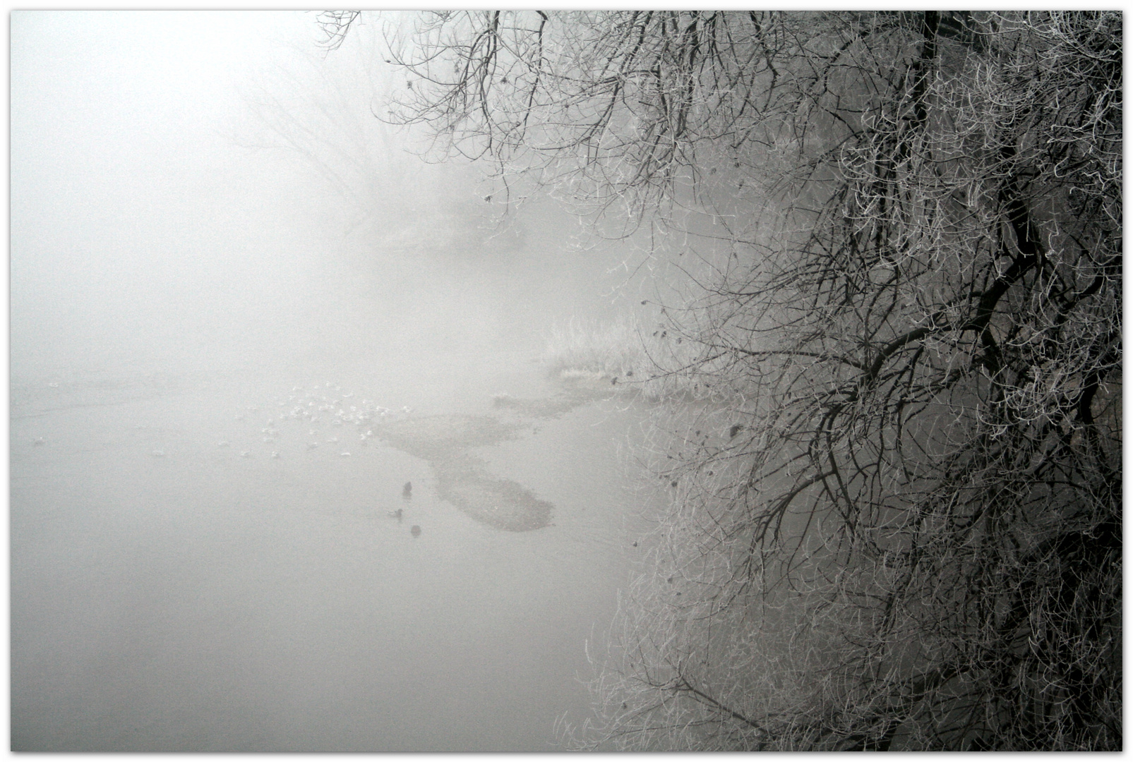 Nebel-Rauhreif-Regensburg 5