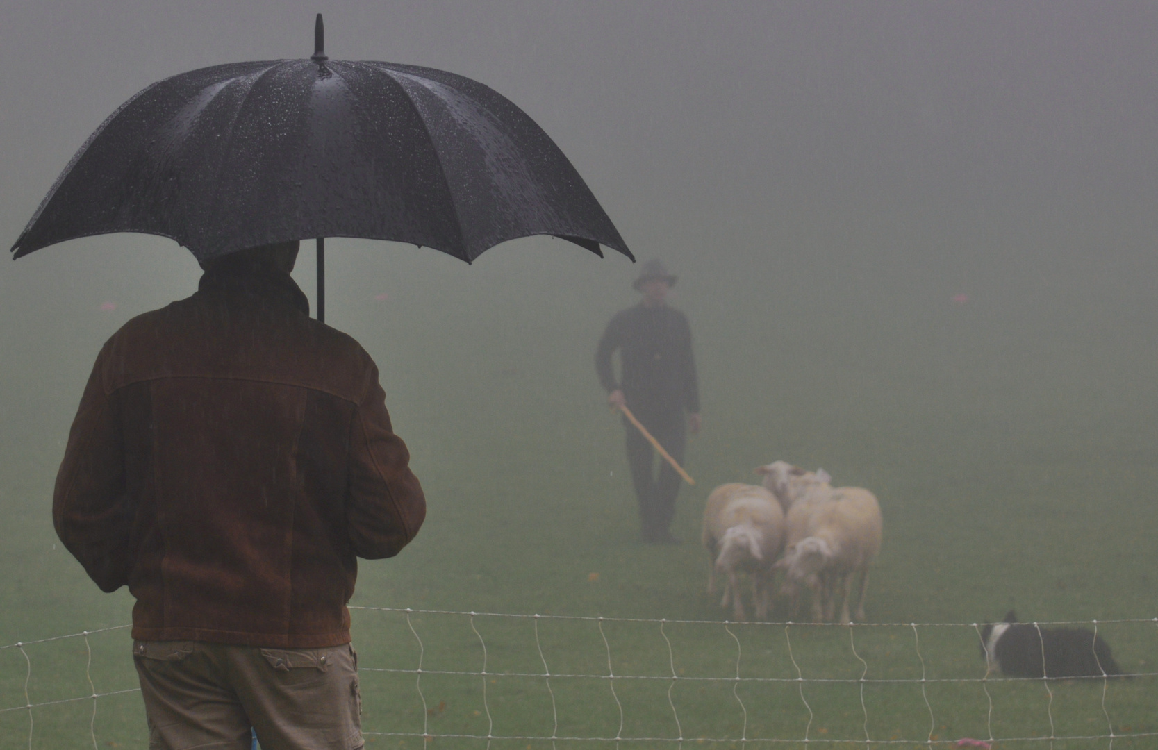 nebel , regen und schafe