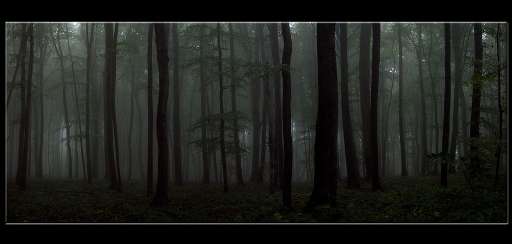 Nebel - Regen - Wald