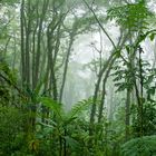 Nebel-Regenwald in Costa Rica
