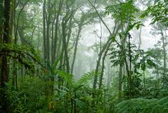 Nebel-Regenwald in Costa Rica