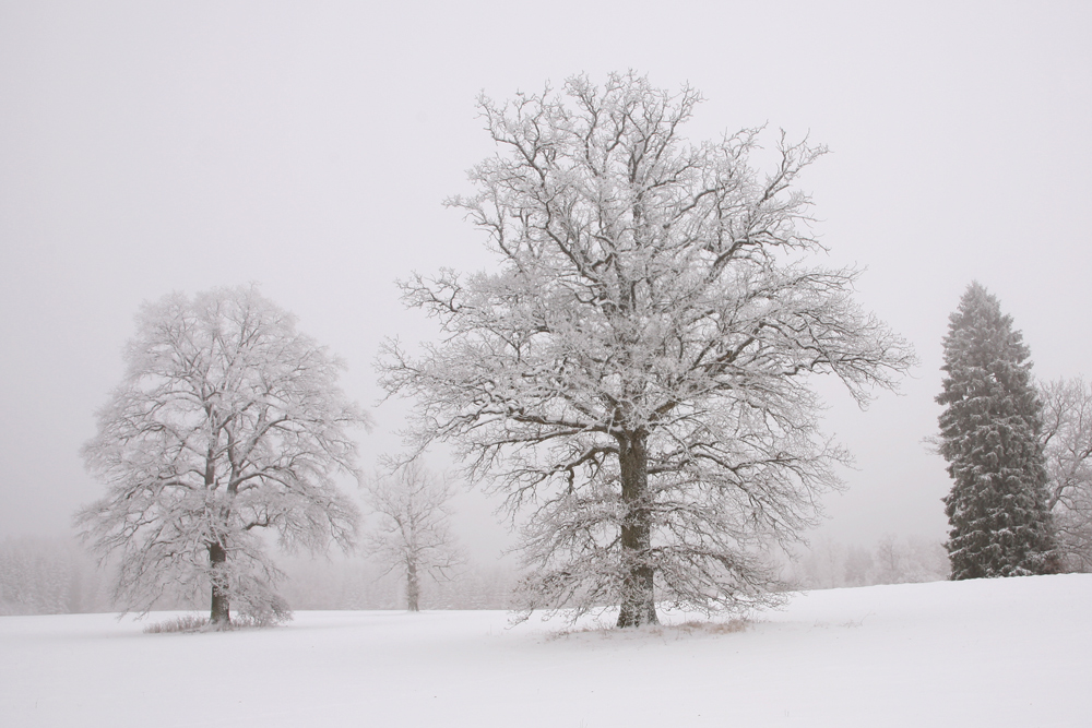 Nebel & Schnee