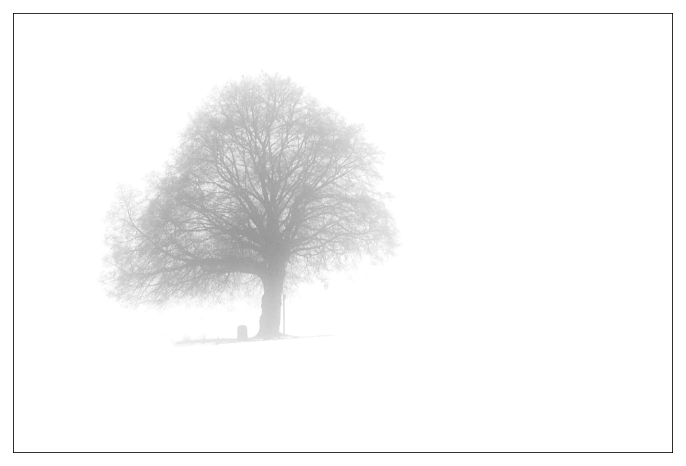 Nebel - Schnee - Baum