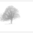 Nebel - Schnee - Baum