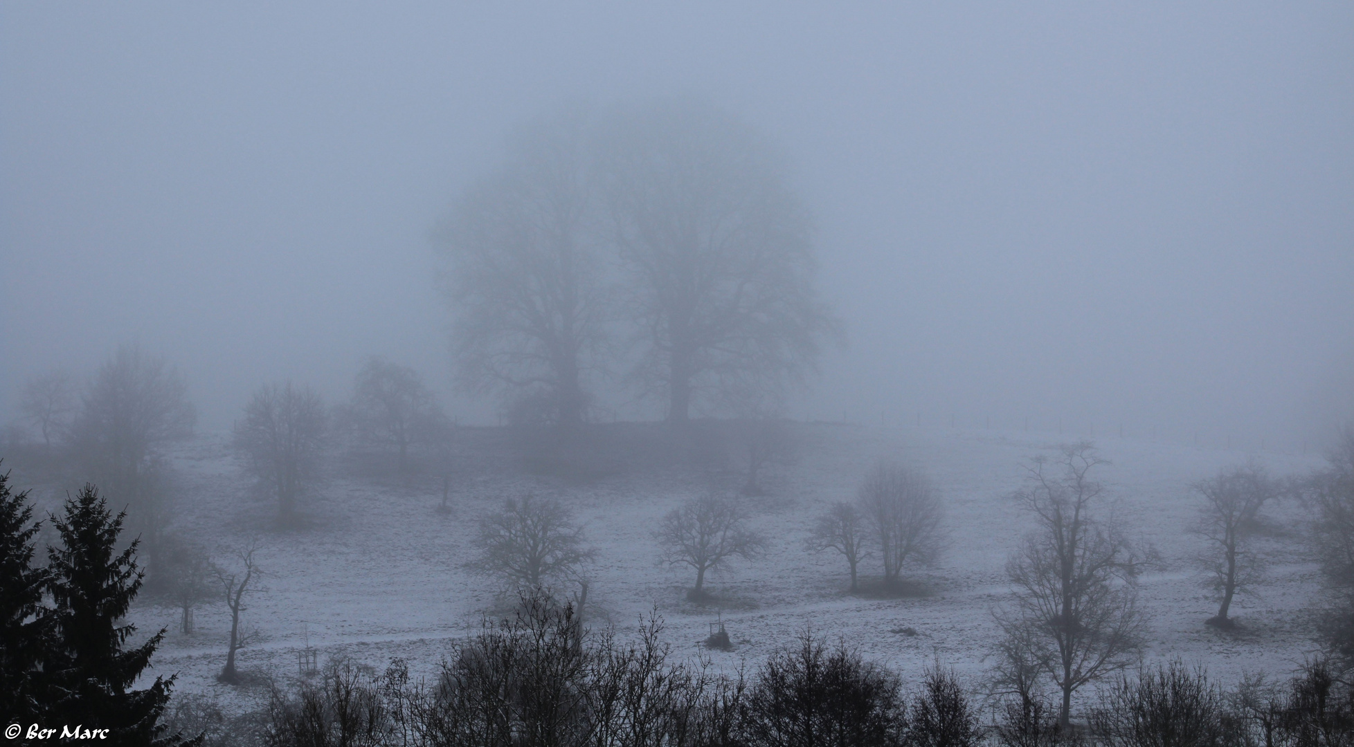 Nebel, Schnee und Bäume