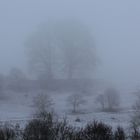 Nebel, Schnee und Bäume