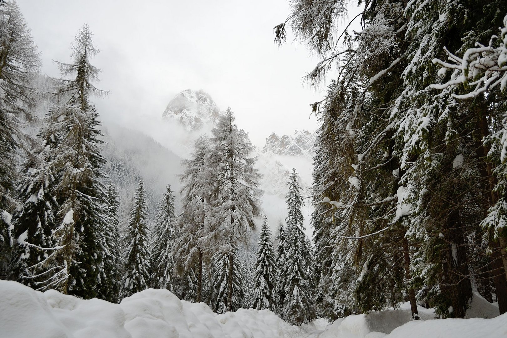 Nebel, Schnee und Frost im Wald