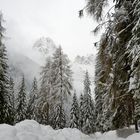 Nebel, Schnee und Frost im Wald