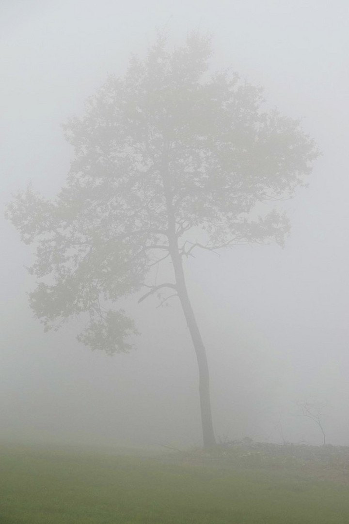 Nebel- Schönheit