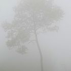 Nebel- Schönheit