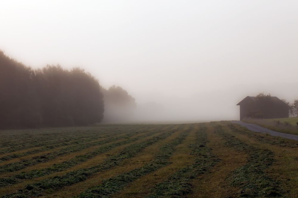 Nebel-Schwaden