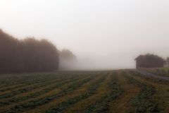 Nebel-Schwaden