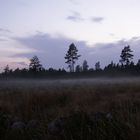 Nebel Schweden Moor