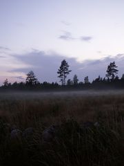 Nebel Schweden Moor