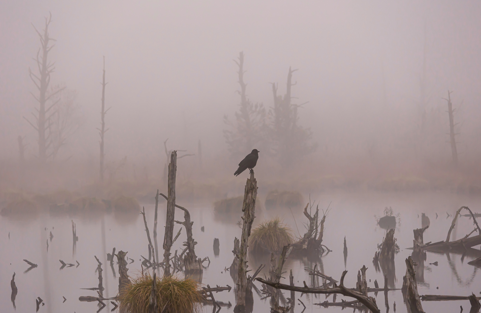 Nebel Schwenninger Moos