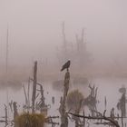 Nebel Schwenninger Moos