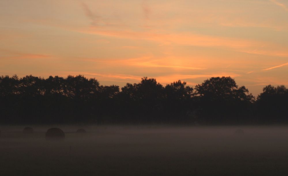 Nebel senkt sich über die Wiesen