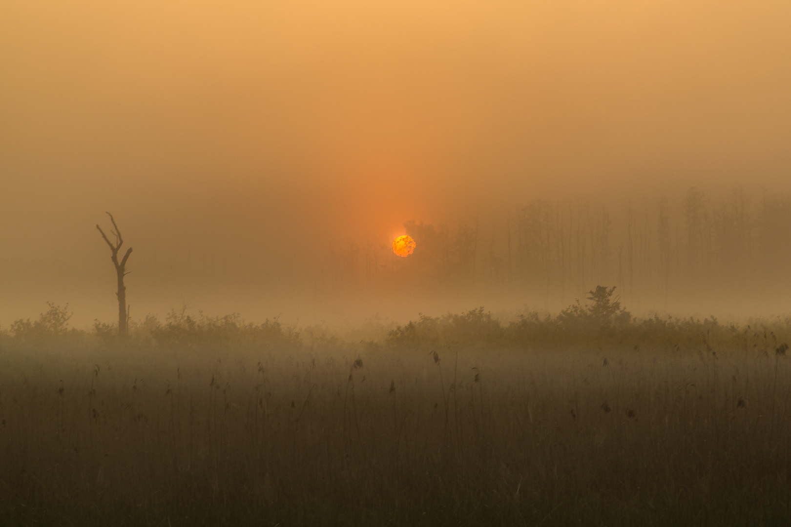 Nebel-Sonne