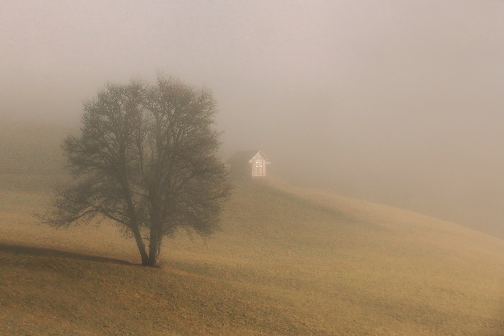 NEBEL-SONNE-HAUS-BAUM