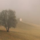 NEBEL-SONNE-HAUS-BAUM