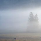 Nebel, Sonne und zwei Pferde