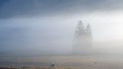 Nebel, Sonne und zwei Pferde
