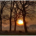 Nebel & Sonnenaufgang heute (9.3.2014) um 7:07