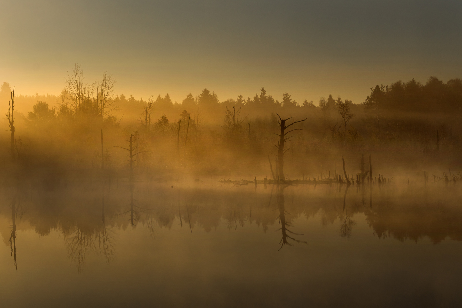 Nebel Sonnenaufgang im Moorgebiet