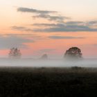 Nebel Sonnenuntergang Heide 