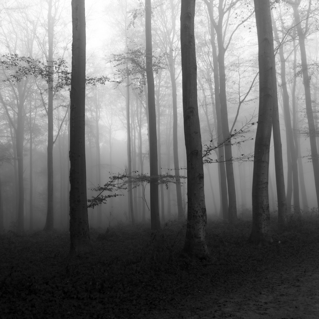 Nebel steigt aus dem Wald