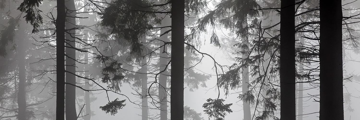 NEBEL-STILLE