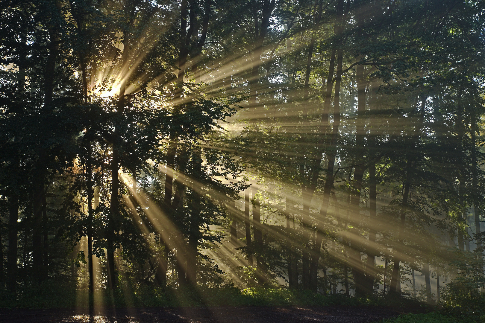 Nebel trifft aufgehende Sonne