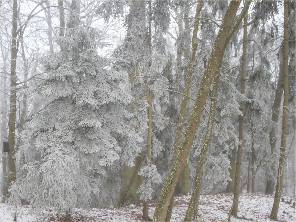 Nebel trifft Frost