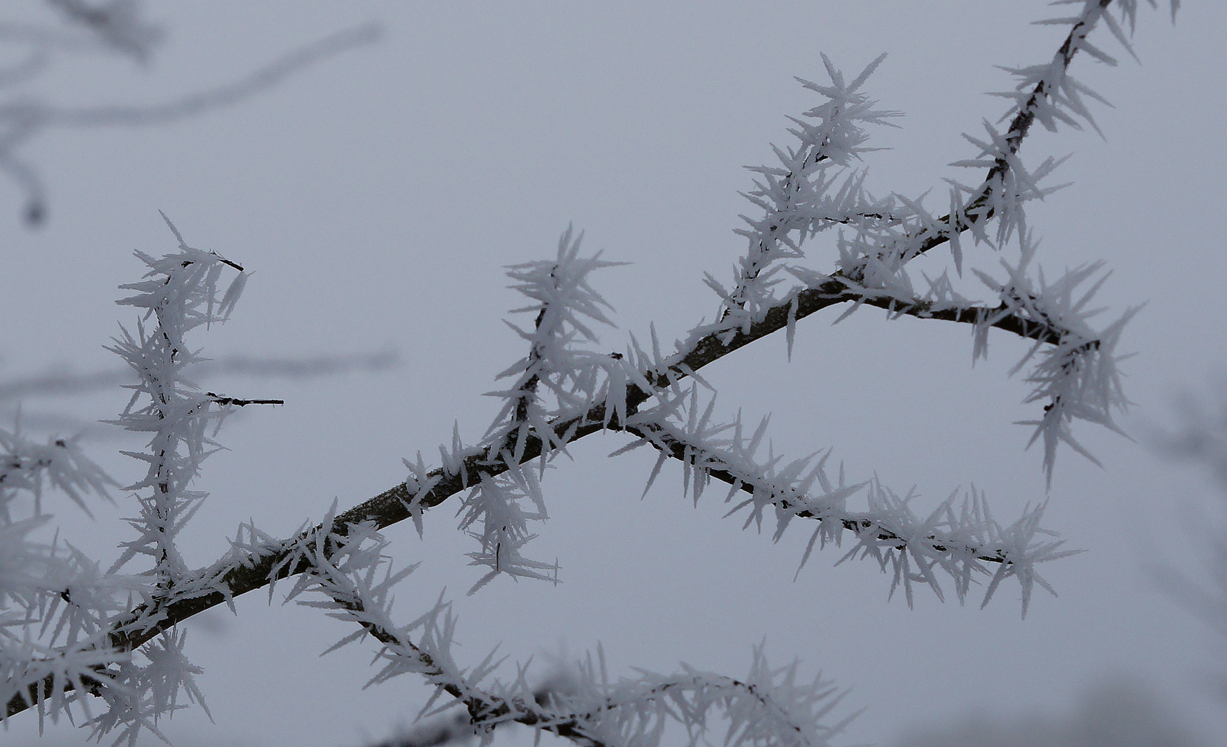 Nebel u. Frost.