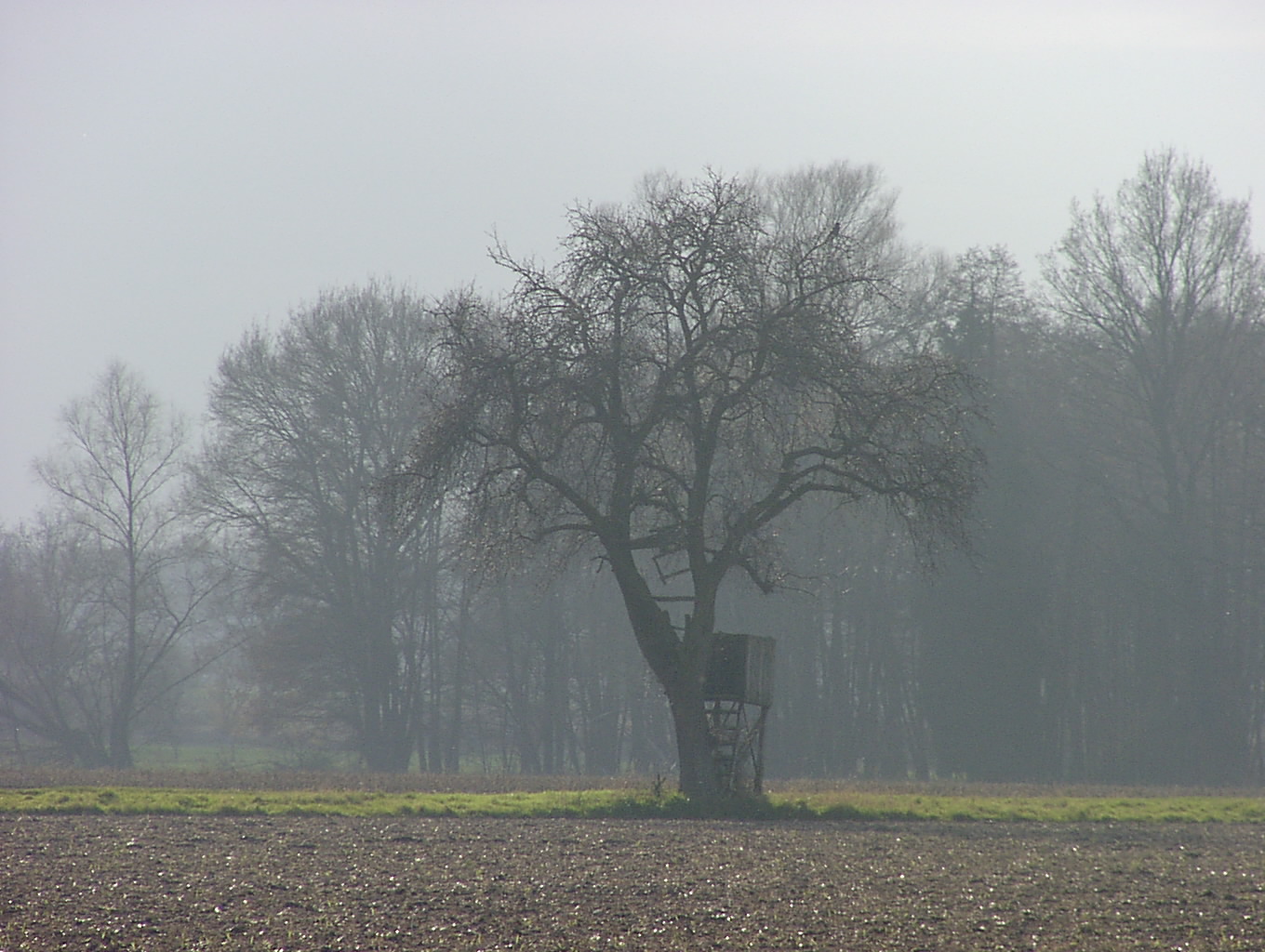 Nebel uber dem Acker